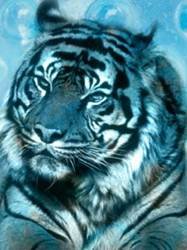 pic for Blue Tiger